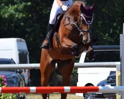 broodmare Germania 60 (German Sport Horse, 2012, from Lahnstein 4)