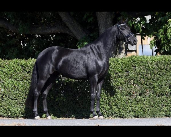 dressage horse Anouk Noire (Oldenburg, 2015, from Rockefeller)