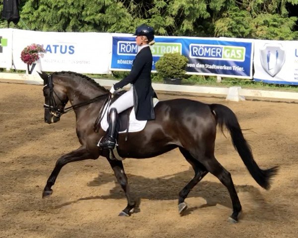 broodmare Dallenia (Trakehner, 2013, from E.H. Millennium)
