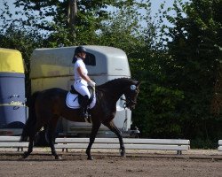 dressage horse Holyfield 3 (Hanoverian, 2011, from Heinrich Heine)