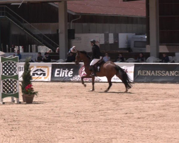 Reitturnier Ranshofen - Braunau am Inn 2024