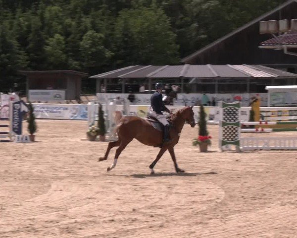 Reitturnier Ranshofen - Braunau am Inn 2024