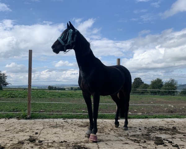 horse Rugby Star2 (Oldenburg, 2003, from Rubin Royal OLD)