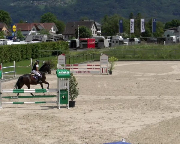 Reitturnier Werdenberg 2024