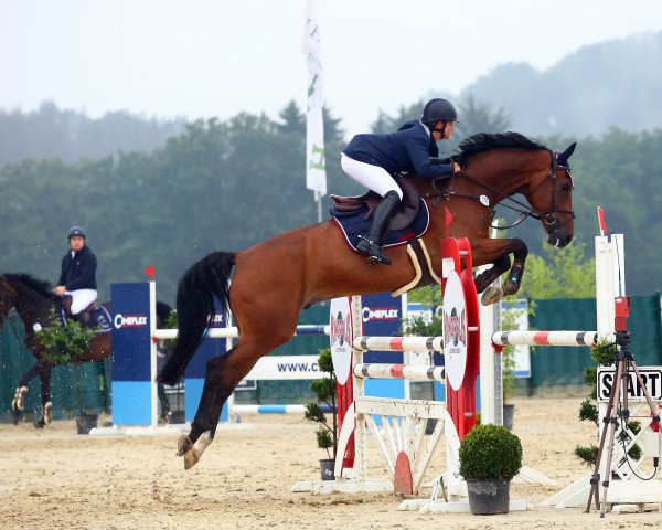 jumper Joli (KWPN (Royal Dutch Sporthorse), 2014, from Freeman 68)