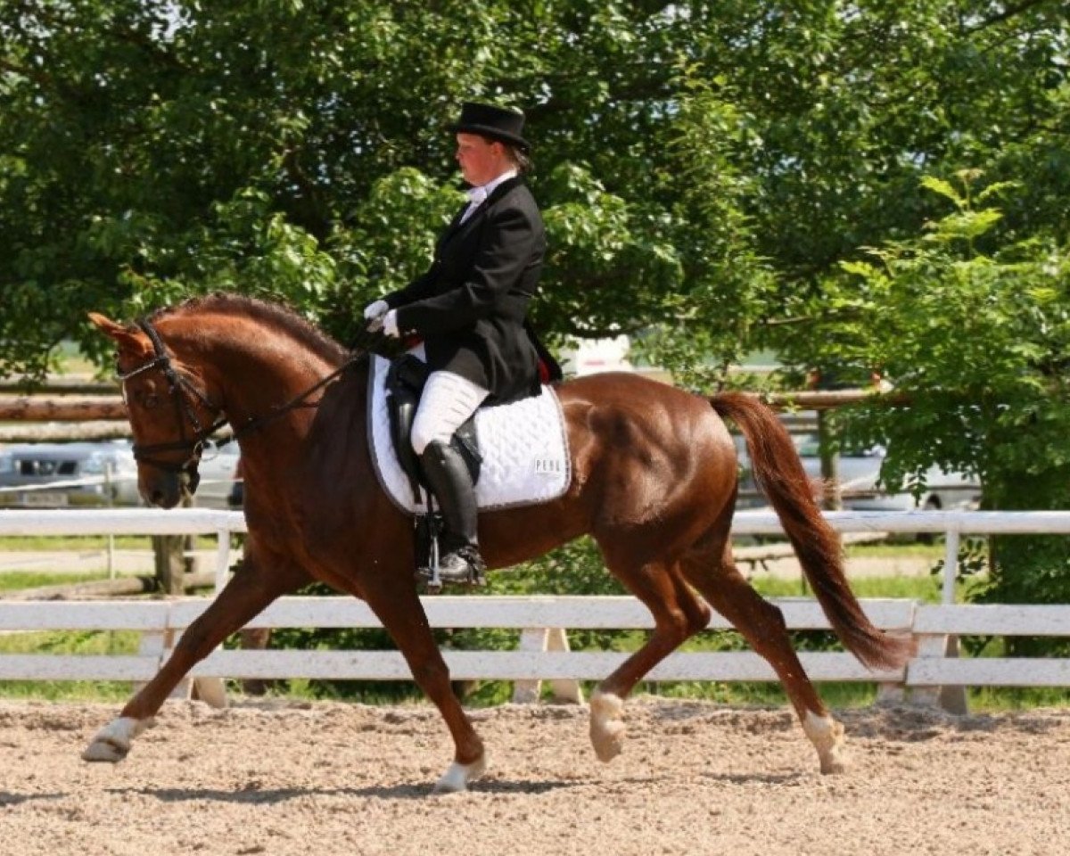 Deckhengst Sakolei Imagic (New-Forest-Pony, 2000, von Carlo)
