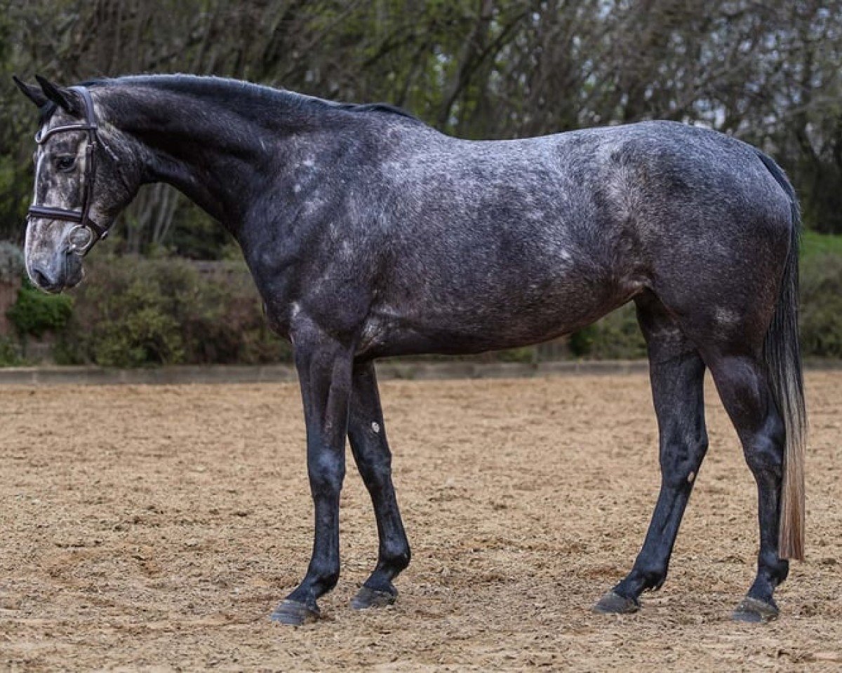 Springpferd Coco Jolie (Hannoveraner, 2019, von Colman)