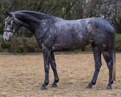 jumper Coco Jolie (Hanoverian, 2019, from Colman)