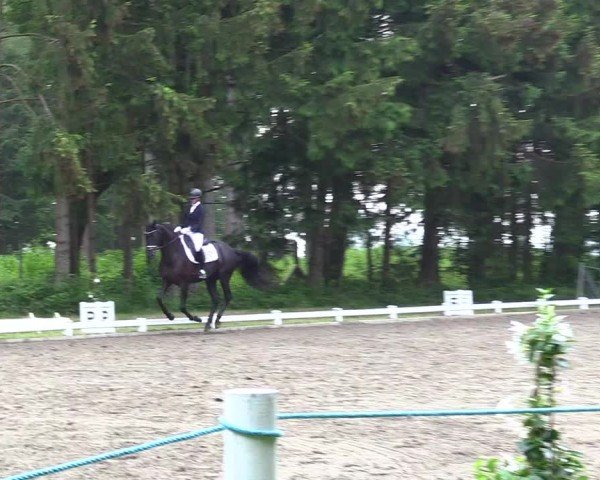 Reitturnier Kellinghusen 2024