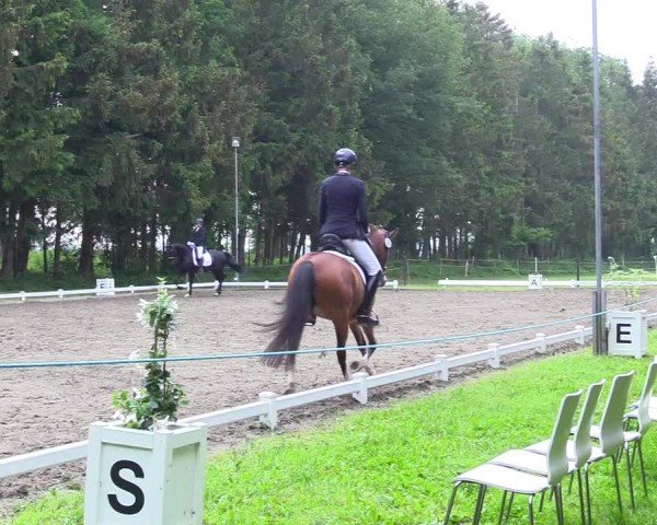 Reitturnier Kellinghusen 2024