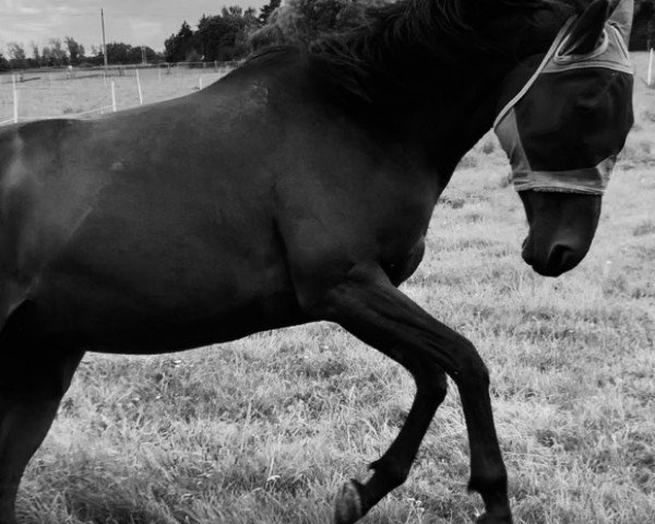 horse Maybe Chic (Irish Sport Horse, 2015, from Mahler xx) horse Maybe Chic (Irish Sport Horse, 2015, from Mahler xx)