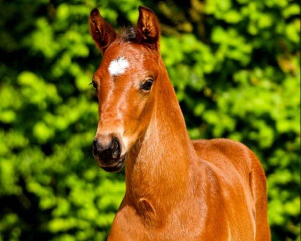 horse Duplo (Hanoverian, 2024, from Duplexx)