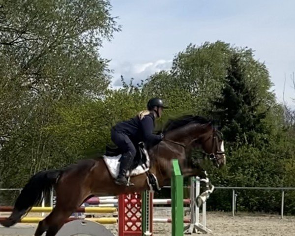 Zuchtstute Pela W (Trakehner, 2020, von Hirtentanz 2)
