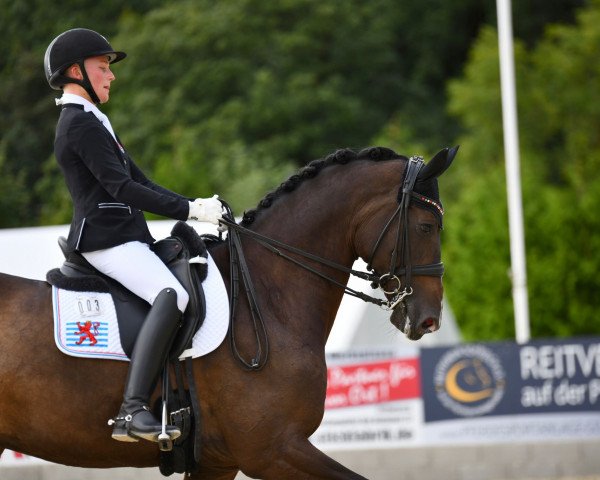 Dressurpferd Andiamo 261 (Trakehner, 2012, von Heuberger TSF)