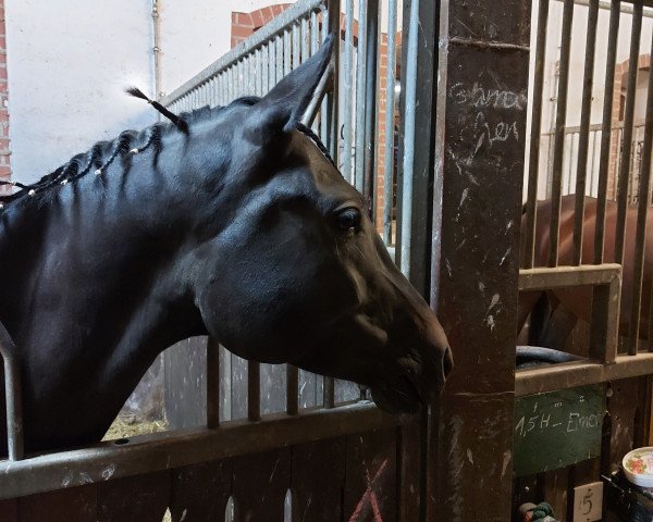 broodmare Glamour Girl 17 (German Riding Pony, 2013, from Dance Star AT NRW)