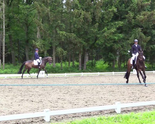 Reitturnier Kellinghusen 2024