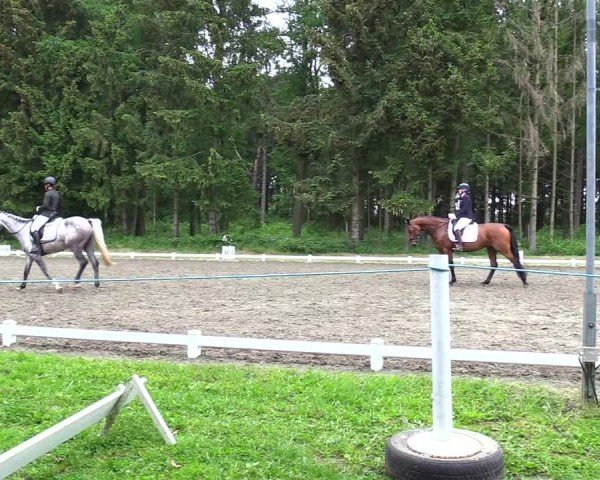 Reitturnier Kellinghusen 2024
