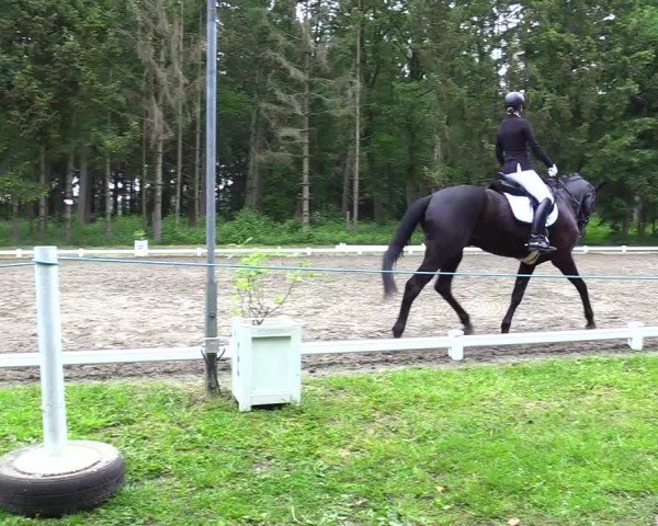 Reitturnier Kellinghusen 2024