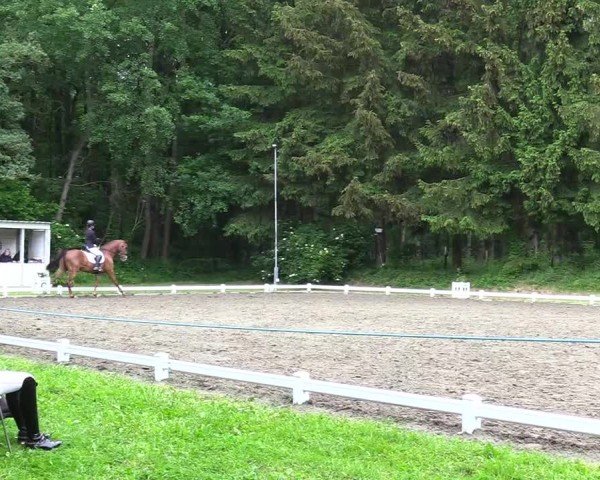 Reitturnier Kellinghusen 2024