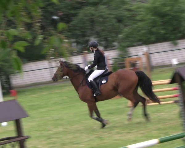 Reitturnier Buckow bei Beeskow (LOS) 2024