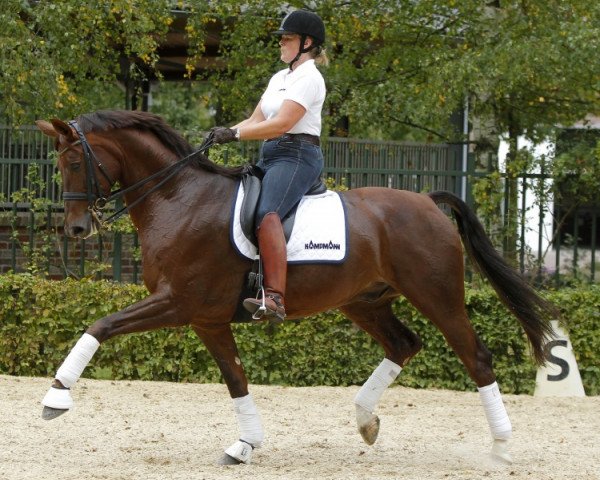 dressage horse Dorchester 3 (Westphalian, 2002, from Douceur)