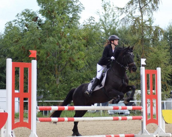 Pferd Le Noir 42 (Deutsches Reitpony, 2006, von Lemberg)