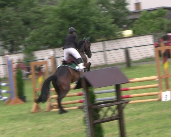 Reitturnier Buckow bei Beeskow (LOS) 2024