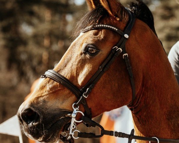 jumper Inliner 2 (Hanoverian, 2007, from Iberio)