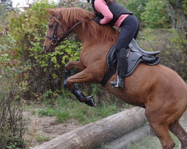 dressage horse R-Zwo-D-Zwo El Rat ox (Arabian purebred, 2010, from Damaskus ox)