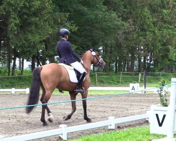 Reitturnier Kellinghusen  2024