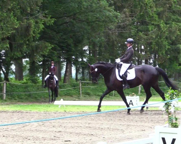 Reitturnier Kellinghusen  2024