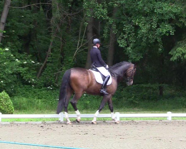 Reitturnier Kellinghusen 2024