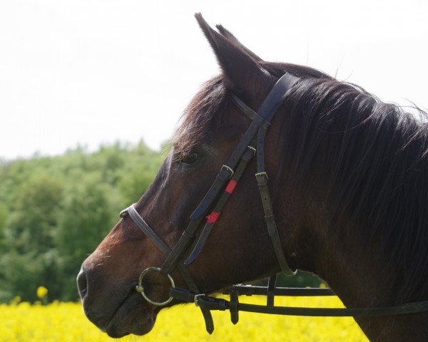 broodmare Fay El Rat ox (Arabian purebred, 1992, from Proszek ox)