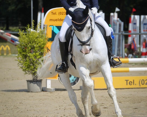 jumper Willy Wonka 15 (Polish Warmblood, 2011, from Lord Liberator 2)