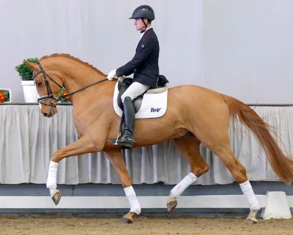 horse Friedemann (Hanoverian, 2017, from Finnigan)