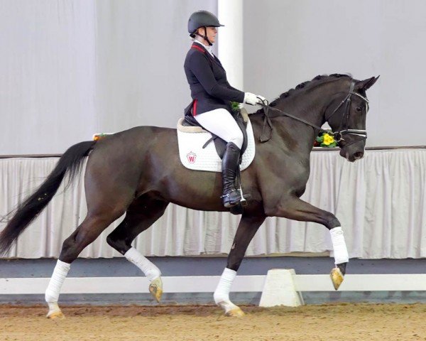 horse Fabergé (Westphalian, 2017, from Fürst Romancier)