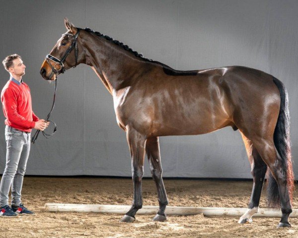 horse Valentino (Oldenburg, 2017, from Vilancio)
