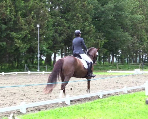 Reitturnier Kellinghusen 2024