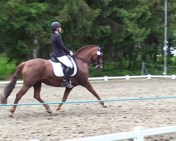 Reitturnier Kellinghusen  2024