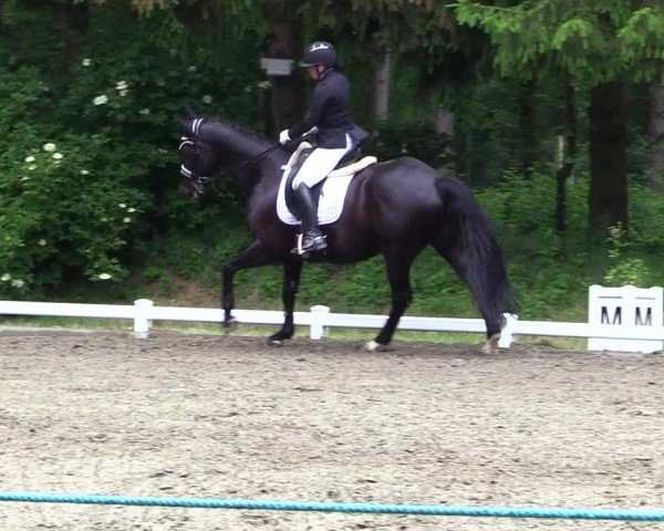 Reitturnier Kellinghusen  2024