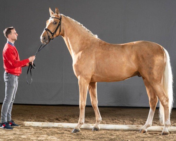 horse Quatero (Westphalian, 2018, from Qaside Md)