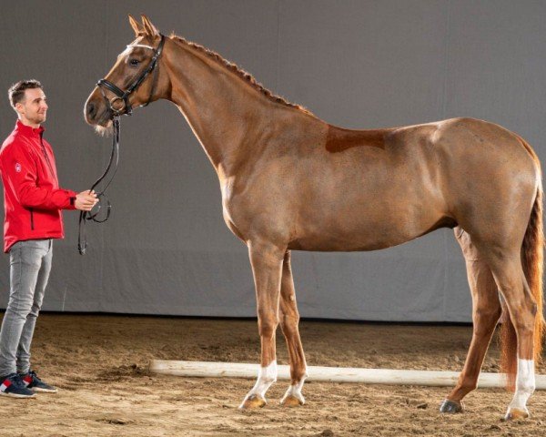 dressage horse London 68 (Hanoverian, 2016, from Le Vivaldi)