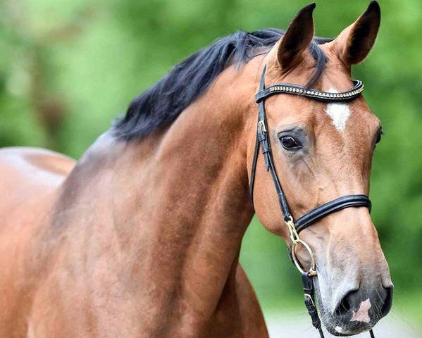 broodmare Bellisima (Westphalian, 2005, from Baloubet du Rouet)