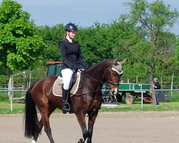 dressage horse Piturinha (Oldenburg, 2014, from Casiro I) dressage horse Piturinha (Oldenburg, 2014, from Casiro I)