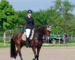 dressage horse Piturinha (Oldenburg, 2014, from Casiro I)