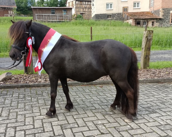 Zuchtstute Inkognito Yella-L (Shetland Pony, 2021, von Ironhide v't Deerntie)