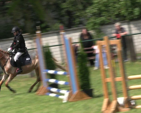 Reitturnier Buckow bei Beeskow (LOS) 2024