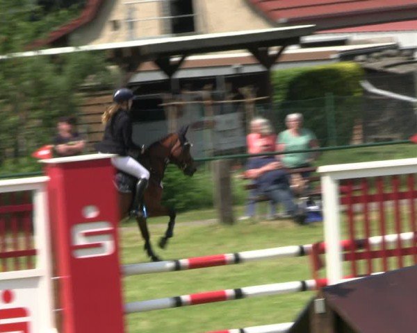 Reitturnier Buckow bei Beeskow (LOS) 2024