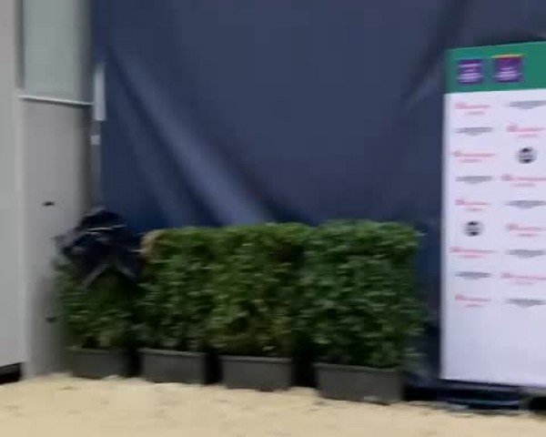 Video of Casscolle Ask E