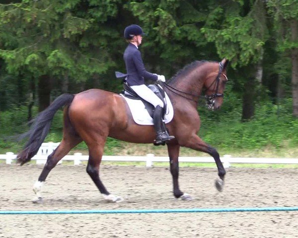 Reitturnier Kellinghusen  2024